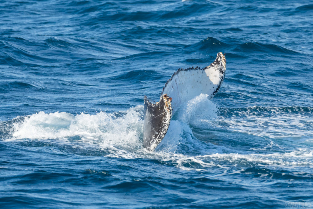 Whale watching photography tips Matthew Vandeputte