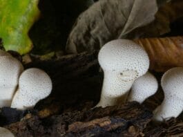 Timelapse Film Of The Week: Mushrooms II by Owen Reiser
